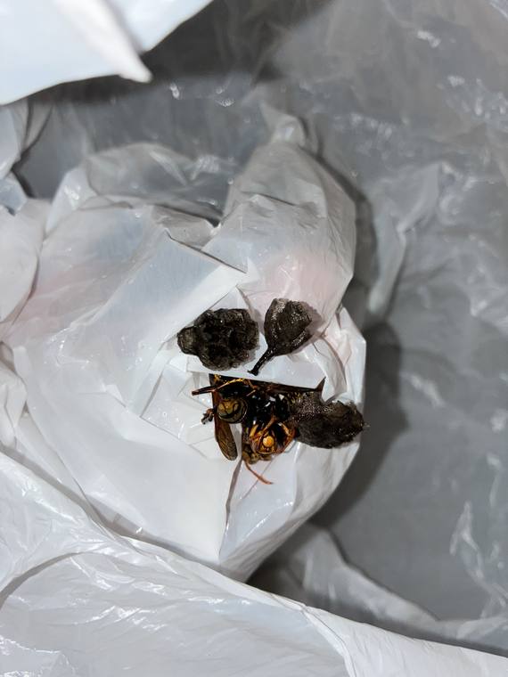 女王蜂が1匹で作り始めたアシナガバチの小さな初期巣