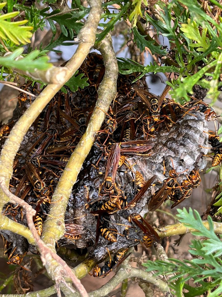 庭の植木の中にできたアシナガバチの巣